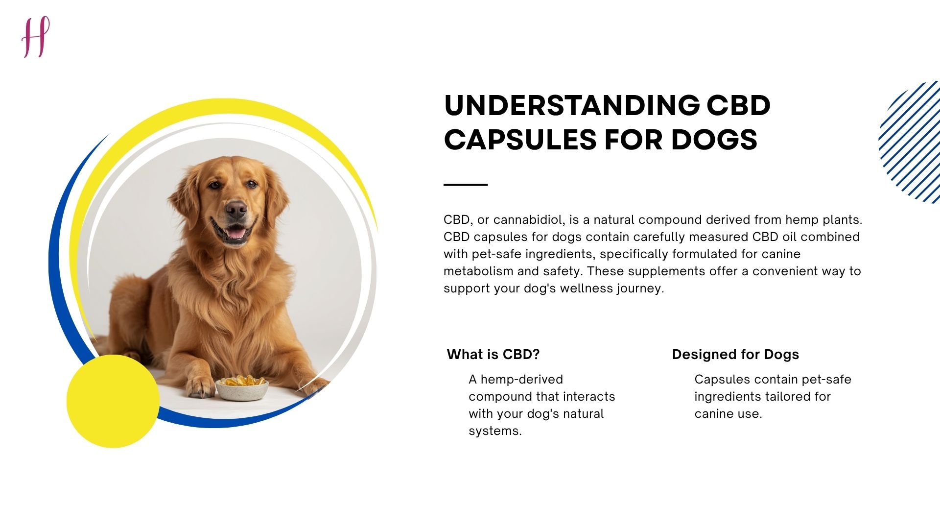An infographic breaking down the basics of CBD capsules for dogs.
